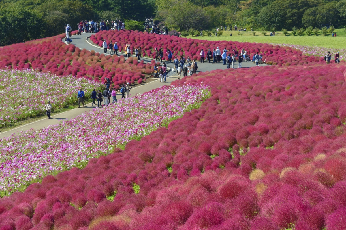 NAGOYA – OSAKA– KYOTO –  NÚI PHÚ SĨ – TOKYO